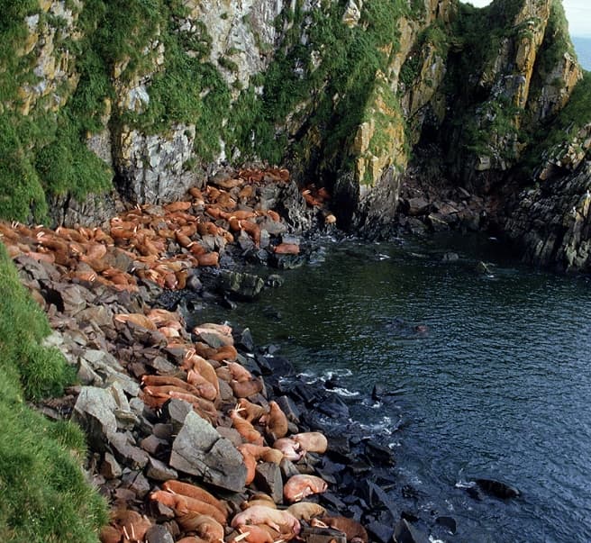 A large group of walruses rests on rocky shores near a cliffside.